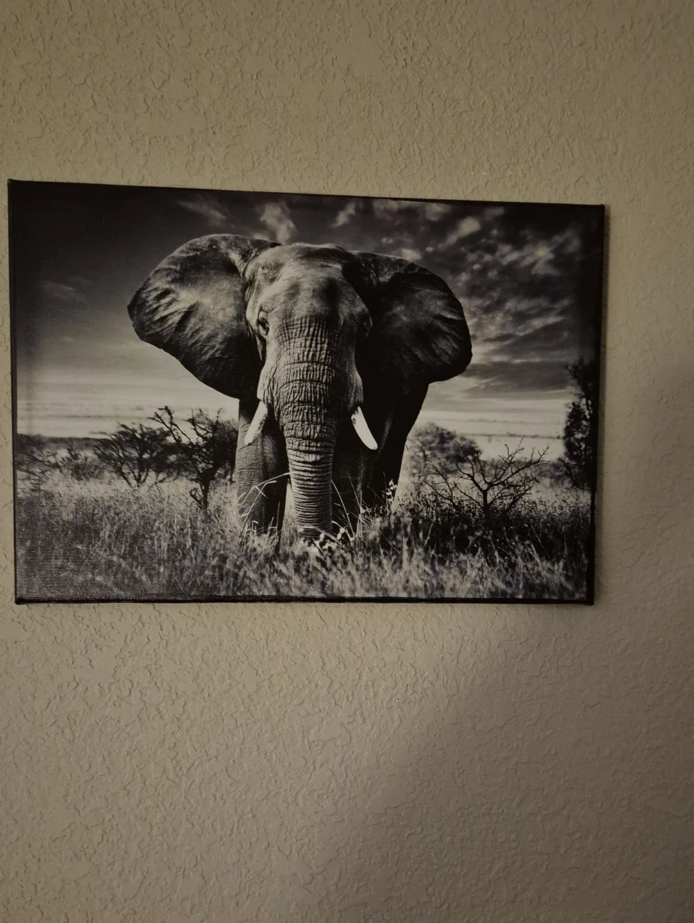 Black and White Elephant Canvas Wall Art - Brand Unknown